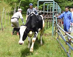健康チェック後、元気に走り出す牛