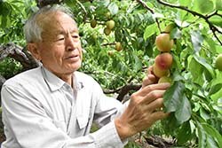 丁寧にすももを収穫する小澤さん