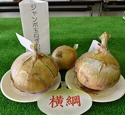 横綱に輝いた赤澤さんのジャンボタマネギと2L規格のタマネギ（中央）