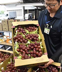 初出荷されたクイーンルージュを検品する職員