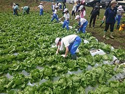 レタスを収穫する児童ら（長野県塩尻市で）