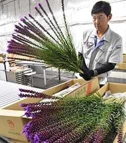 出荷最盛期を迎えたリアトリスの検品作業