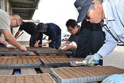 手や電動歯ブラシで播種する生産者ら