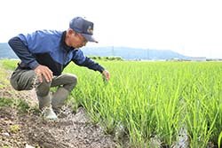 中干しを行っている水田のようすを確認する矢ケ崎さん