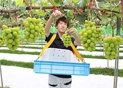 一房ずつ丁寧に収穫する河合副社長