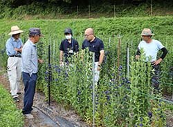 リンドウのほ場を見て回り、アドバイスをし合う参加者