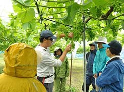 実演しながら摘房・摘粒の説明をする営農技術員