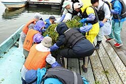 取ったヒシを陸揚げするJA職員と参加者