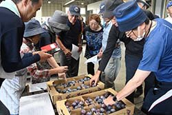出荷物を見て規格や収穫のタイミングを確認する生産者