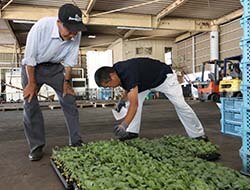 JA職員と苗の数量を確認する平出さん（左）