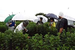 雨の中、生育状況を確かめる審査員