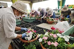 ニチニチソウとヘデラを植えて寄せ植えを作り上げる部員