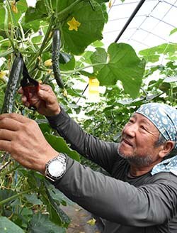きゅうりを収穫する菅沼さん