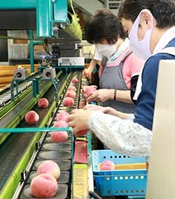 選果作業をする職員
