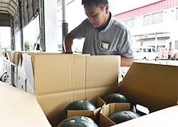出荷が進む小玉スイカ「あづみの月」