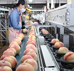 出荷が始まった「川中島白桃」