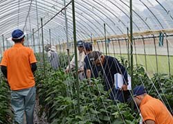 圃場の生育状況を確認する生産者ら