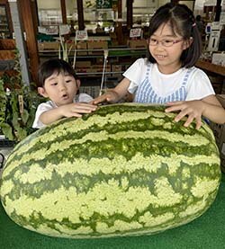 ジャンボすいかの重さを予想する来場者