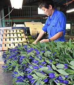 選別作業を行う集荷所