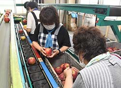 選果作業が進むセンター