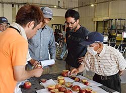 持ち寄ったリンゴの登熟調査で収穫適期を確認する生産者
