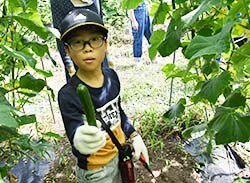 キュウリの収穫を楽しむ参加者
