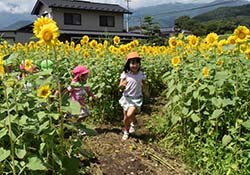 ひまわり迷路を楽しむ園児