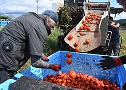 機械収穫されたトマトの品質をチェック
