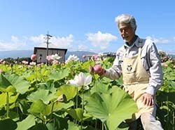 ハスの生育を見守る吉川さん