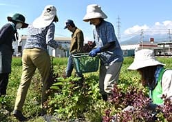 農産物を収穫する参加たち（安曇野市堀金）