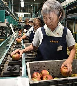 傷の有無や色づきを確かめ選果機に流す選果員ら
