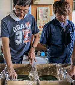 キュウリの出荷規格を確認する生産者