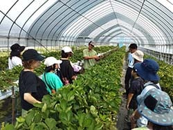 収穫のポイントを伝える農家（中央）