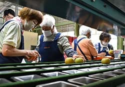 傷の有無を確認し選果するスタッフ（安曇野市三郷）