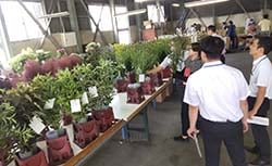 出品された花を確認する審査員
