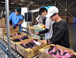 外観や糖度などを検査する選果担当者