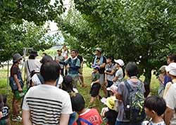 プルーンの収穫を楽しむ准組合員親子
