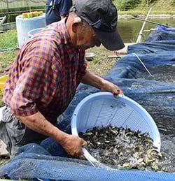まごころ込めて育てた小ブナを水揚げする根井部会長