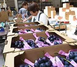 検品作業を進める松代農業総合センター