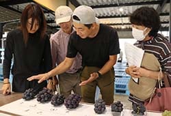 サンプルを見て出荷規格を確認する生産者
