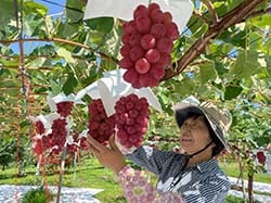 収穫直前のクイーンルージュの仕上がりを確認する宮崎さん