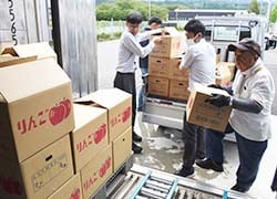 摘果リンゴを持ち込む生産者（長野県高森町で）