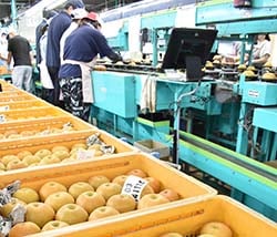 出荷が始まった南水