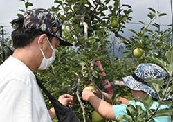 リンゴの果皮にシールを貼る親子