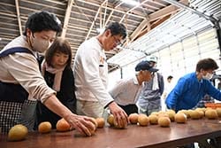 出荷規格を確認する生産者