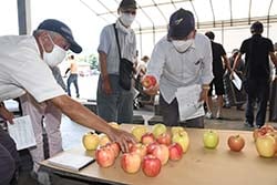見本の果実で選果基準を確認する生産者