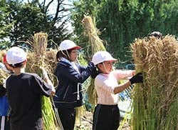 稲をはぜにかけて隙間ができないように押し込む児童