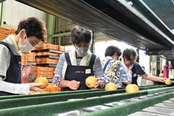 選果が始まった豊水