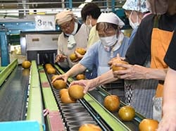 選果作業を行う流通センター