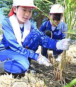 協力しながら稲を刈る児童たち